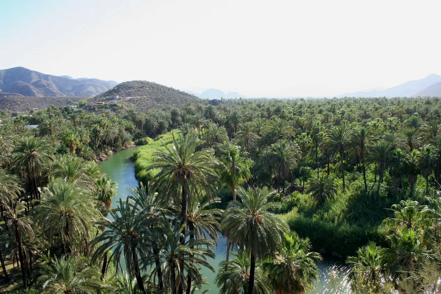 Date Palm Oasis