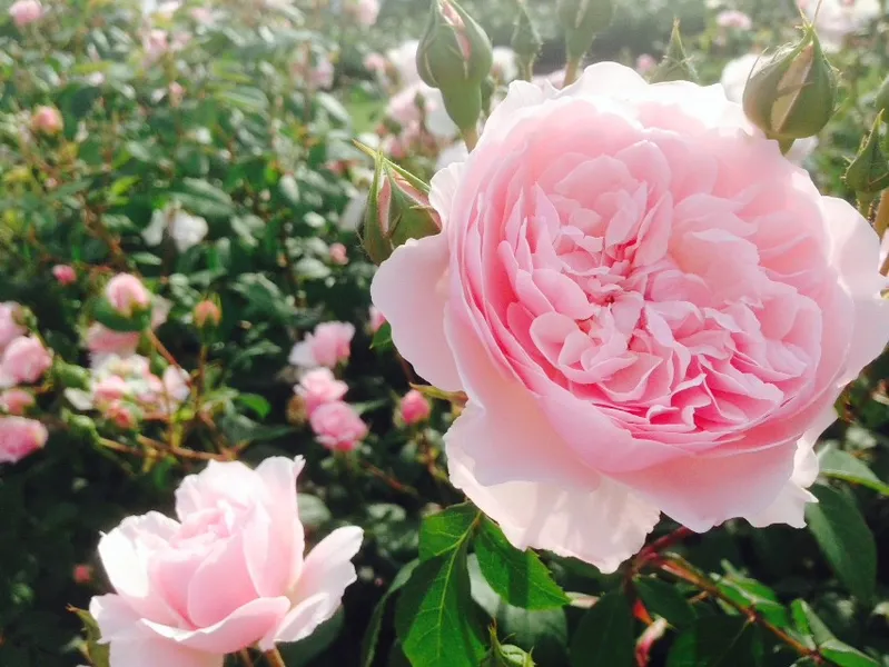 David Austin Roses