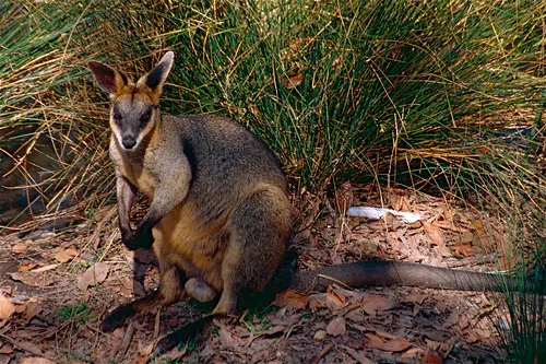 David Fleay Wildlife Park