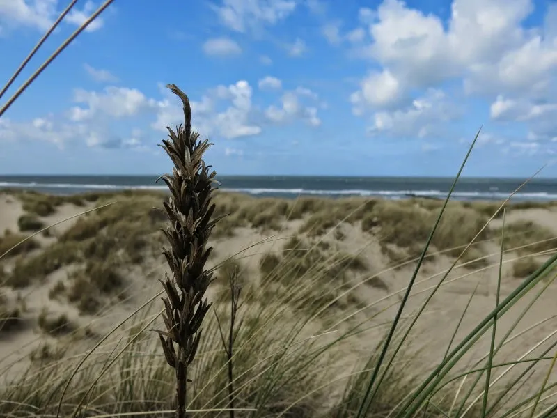 De Manteling Nature Reserve