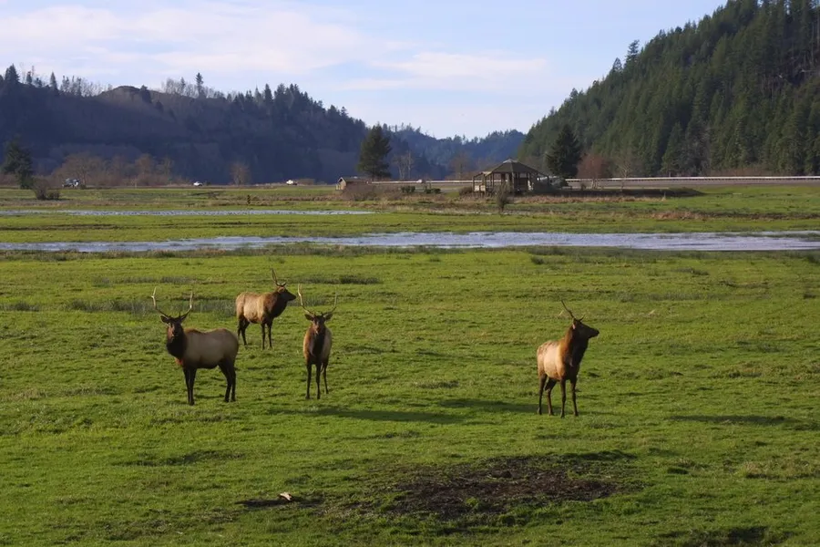Dean Creek Elk Viewing Area