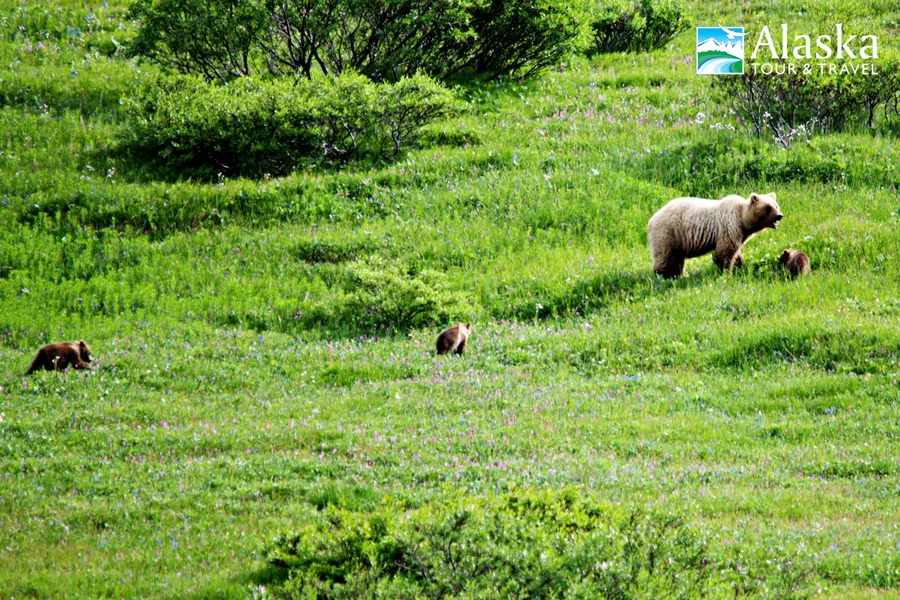 Denali Tundra Wilderness Tour