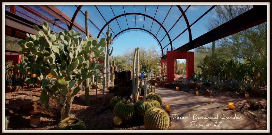 Desert Botanical Garden