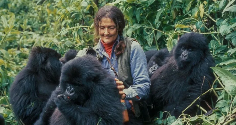 Dian Fossey Gorilla Fund International