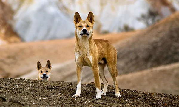 Dingo Sanctuary