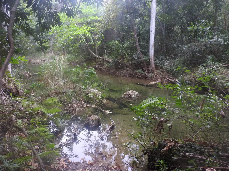 Disco Ayala (La Cueva)