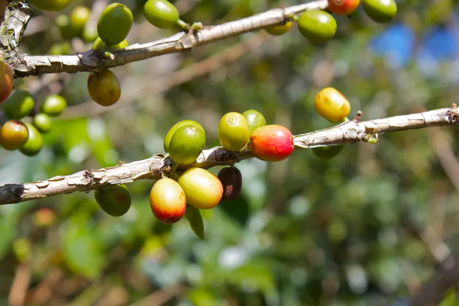 Doka Estate Coffee Tour