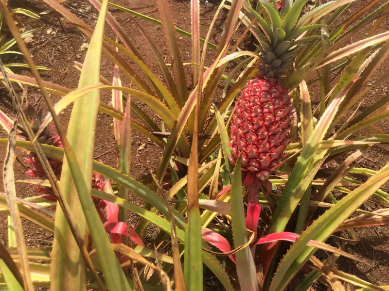 Dole Plantation