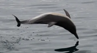 Dolphin Adventure Gibraltar