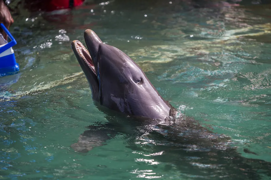 Dolphin Cove