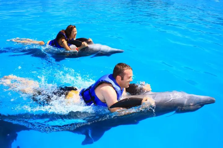 Dolphin Discovery Vallarta