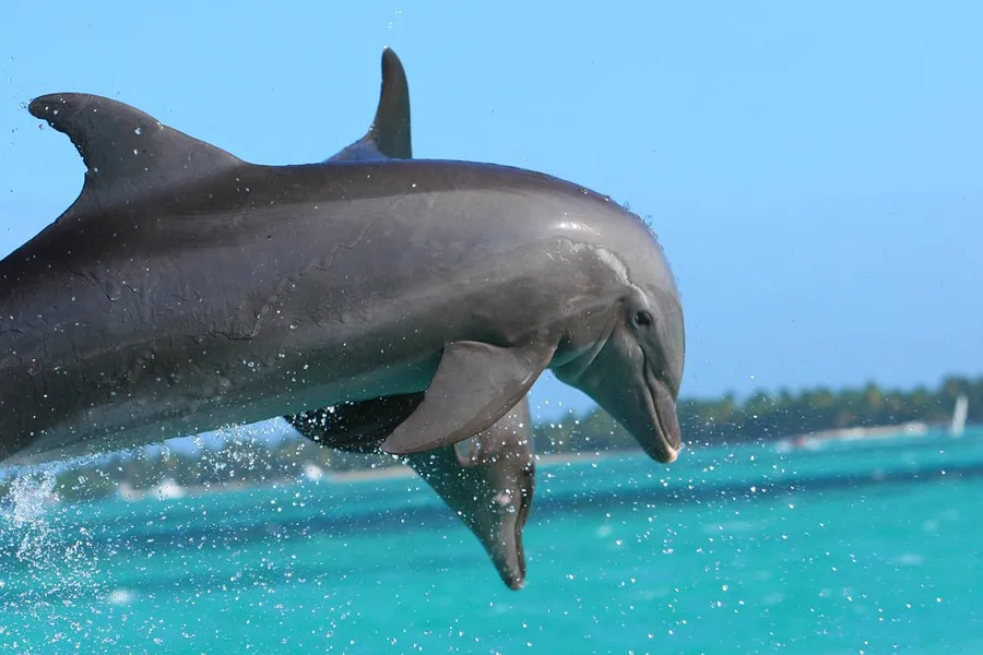 Dolphin Island Park