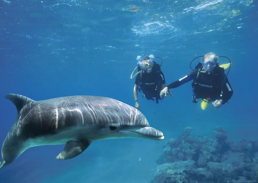 Dolphin Reef