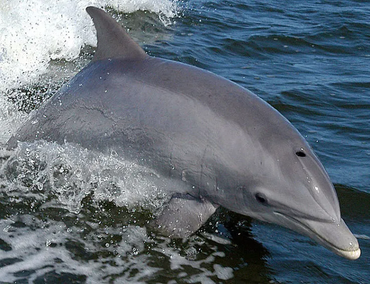 Dolphin Research Center