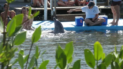 Dolphin Research Center (Nearby)