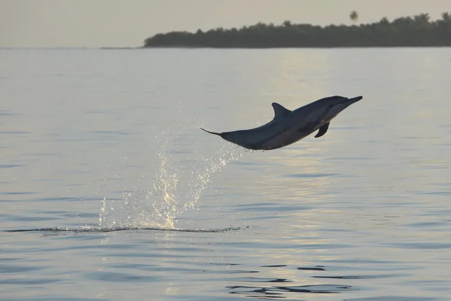 Dolphin Spotting Boat Trips