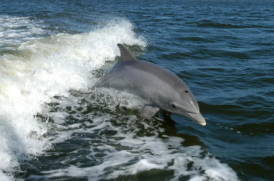 Dolphin Watch Boat Tours