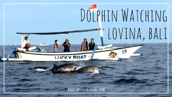 Dolphin Watching