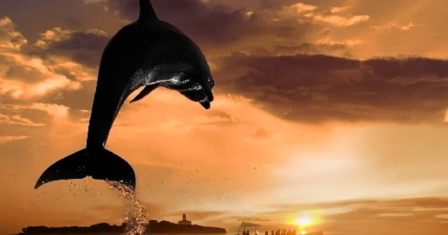 Dolphin Watching Cruise
