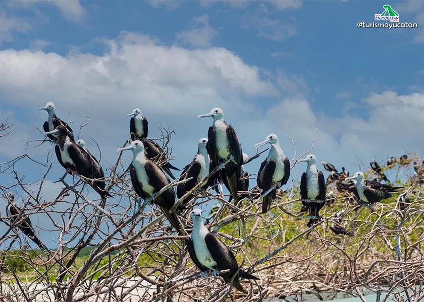 Dolphin Watching Tours