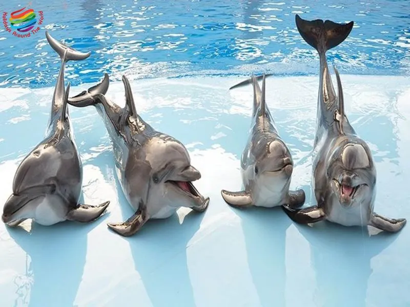 Dolphin World