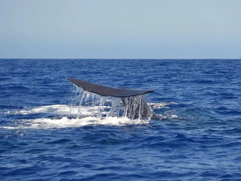 Dolphin and Whale Watching Tour