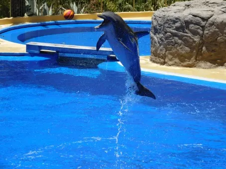 Dolphinarium