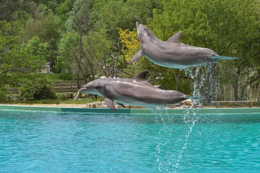 Dolphinarium Oskar