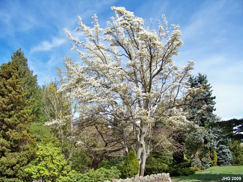 Dominion Brook Park