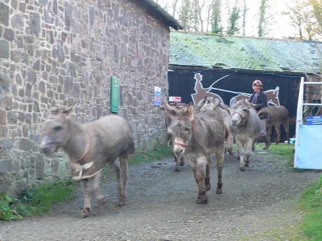 Donkey Rides (Clovelly)