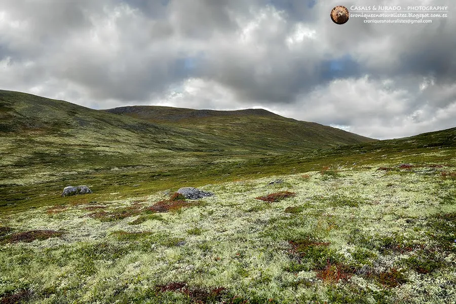 Dovrefjell-Sunndalsfjella National Park