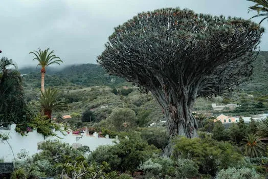 Drago Milenario (Millennial Dragon Tree)