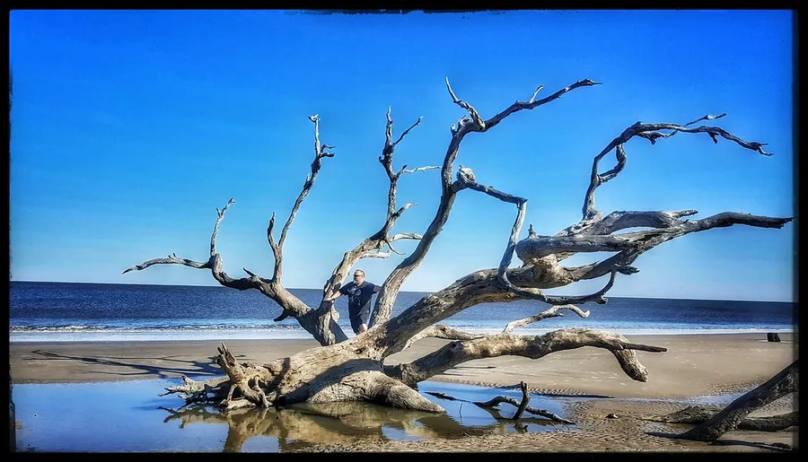 Driftwood Beach