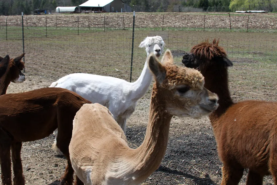Dry Mill Road Farm Alpacas