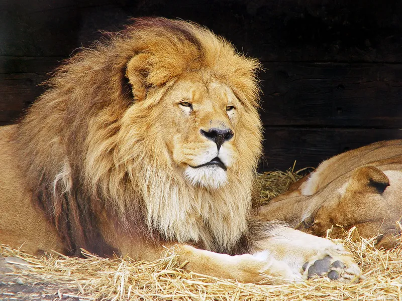 Dublin Zoo
