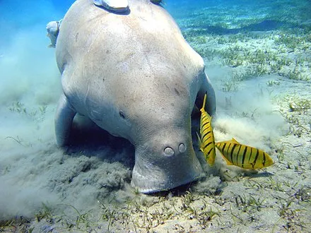 Dugong Watching