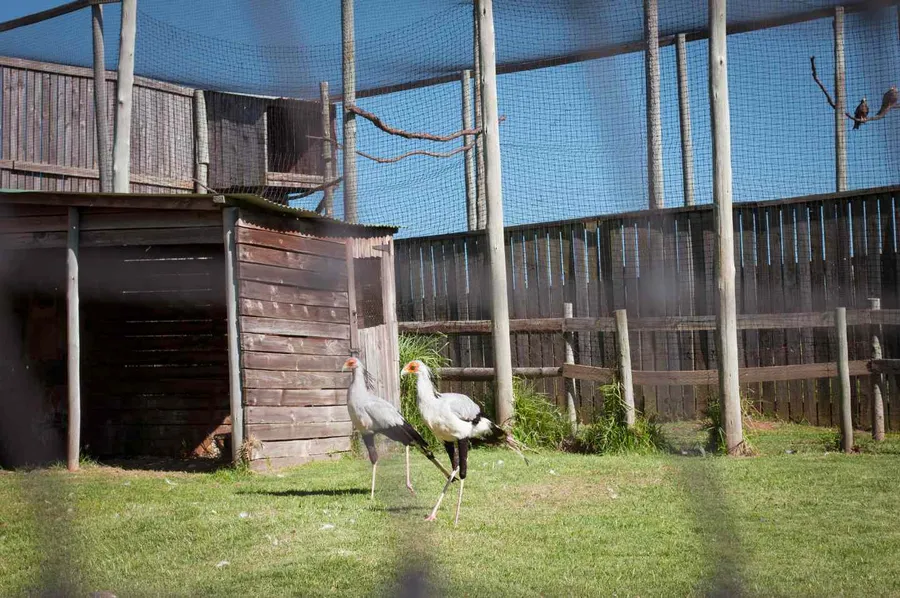 Dullstroom Bird of Prey & Rehabilitation Centre