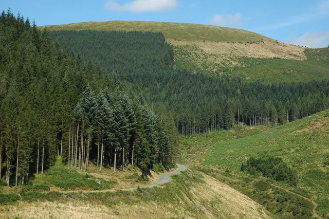 Dyfi Forest