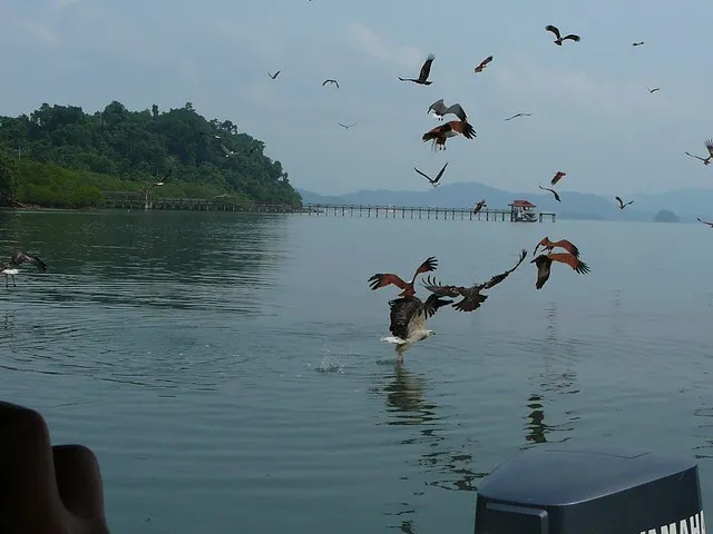 Eagle Feeding at Kuala Selangor