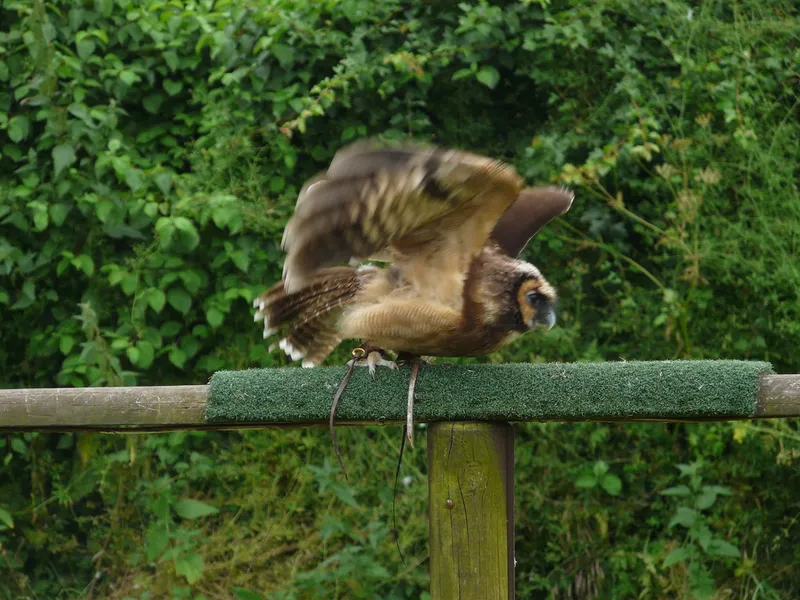 Eagle Heights Wildlife Foundation