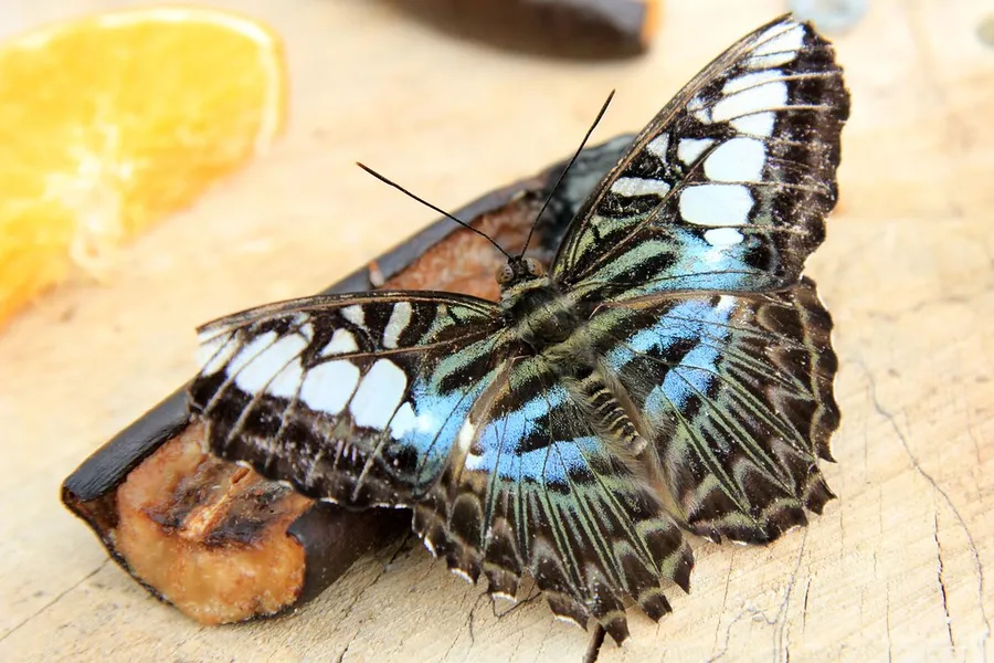 Earnley Butterfly Garden