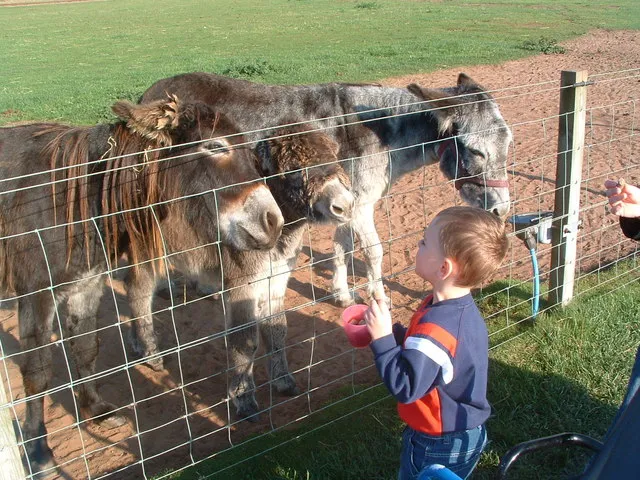 East Links Family Park