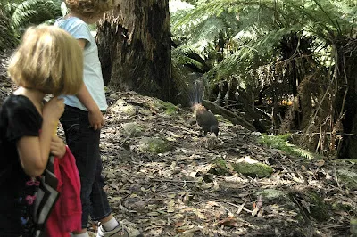East Rim Walking Track