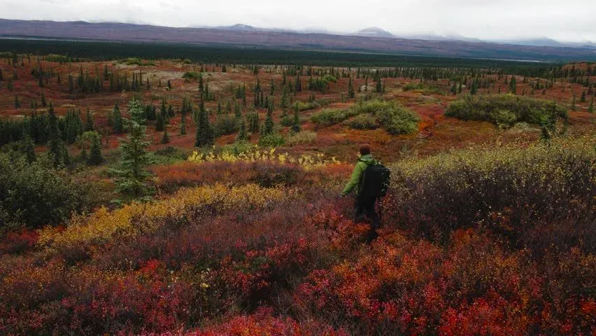 Ecology of the Tundra