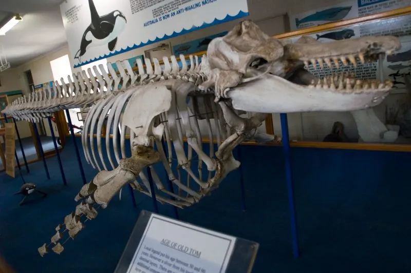 Eden Killer Whale Museum