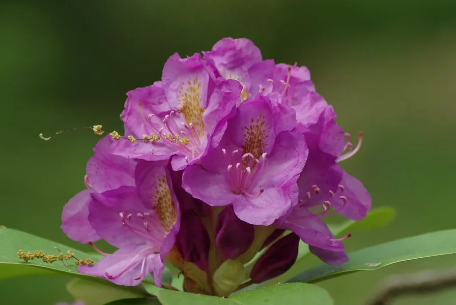 Edith J. Carrier Arboretum