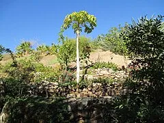 Eilat Botanical Garden