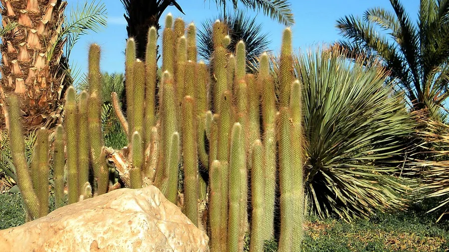 Ein Gedi Botanical Garden