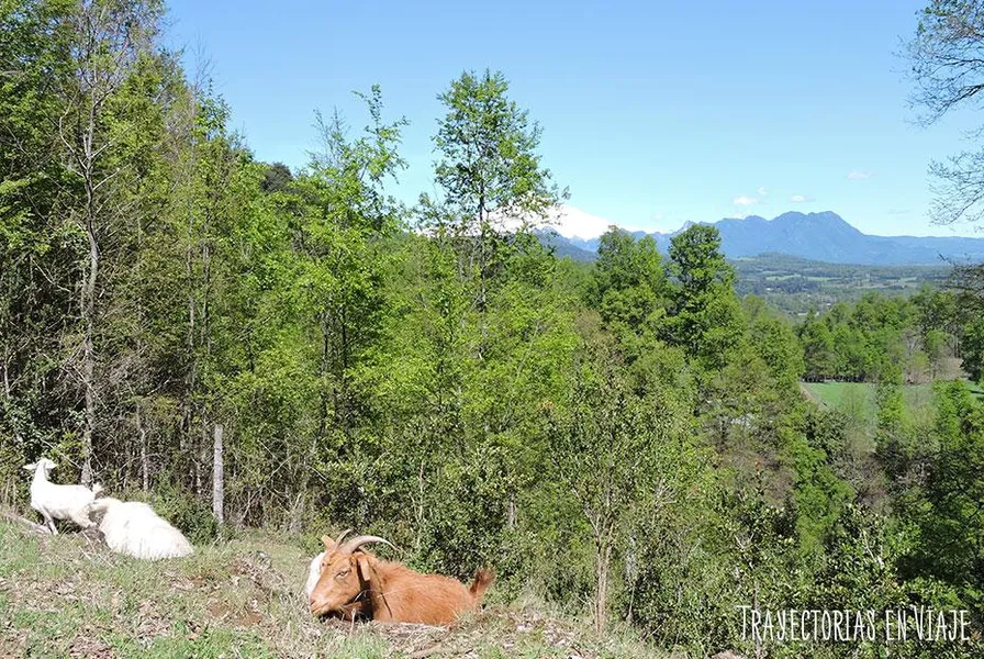 El Cañi Sanctuary