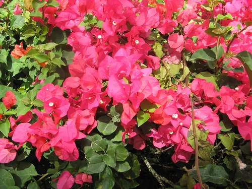 El Nispero Zoo and Botanical Garden